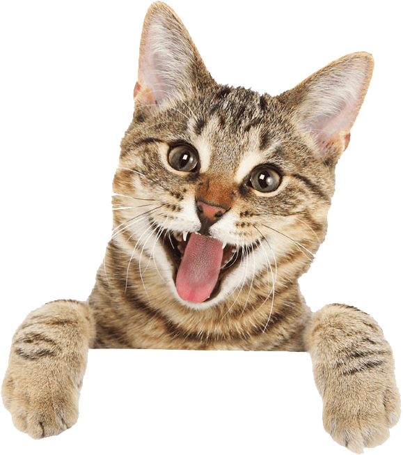 Happy Cat